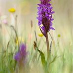 ~ Dactylorhiza x aschersoniana (D. incarnata x D. majalis) ~