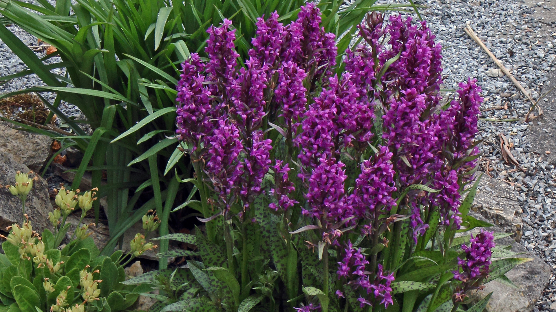 Dactylorhizza majalis- Breitblättrige Orchis  und Abschiedsbild für dieses Jahr....