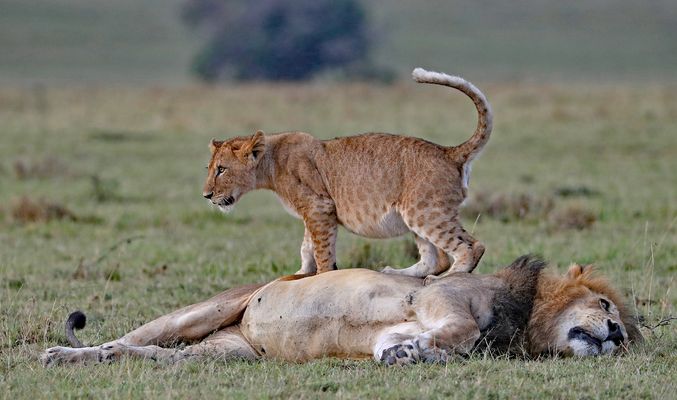 Dad I am the greatest