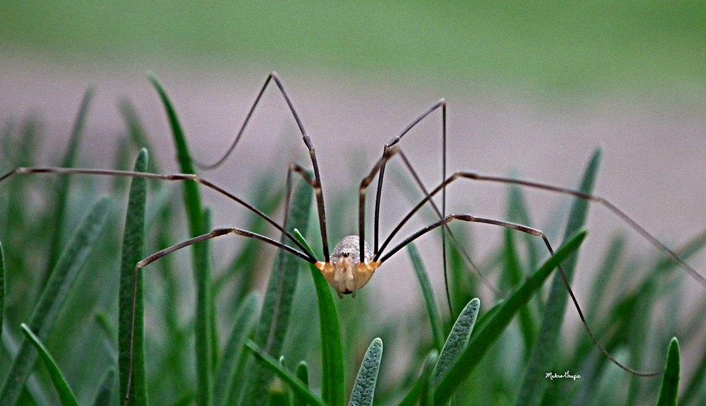 Daddy-Long-Legs