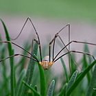 Daddy-Long-Legs