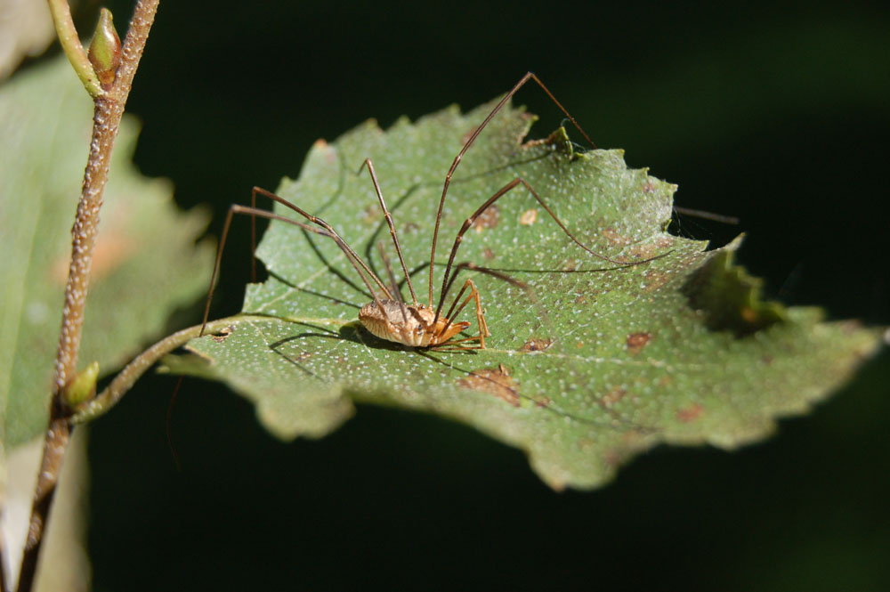 Daddy Longleg