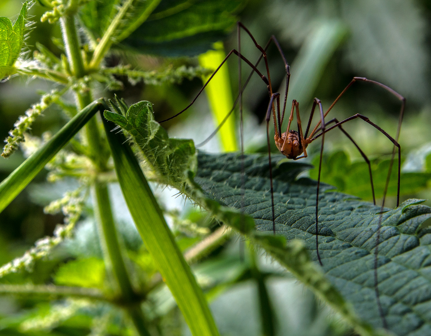 daddy longleg