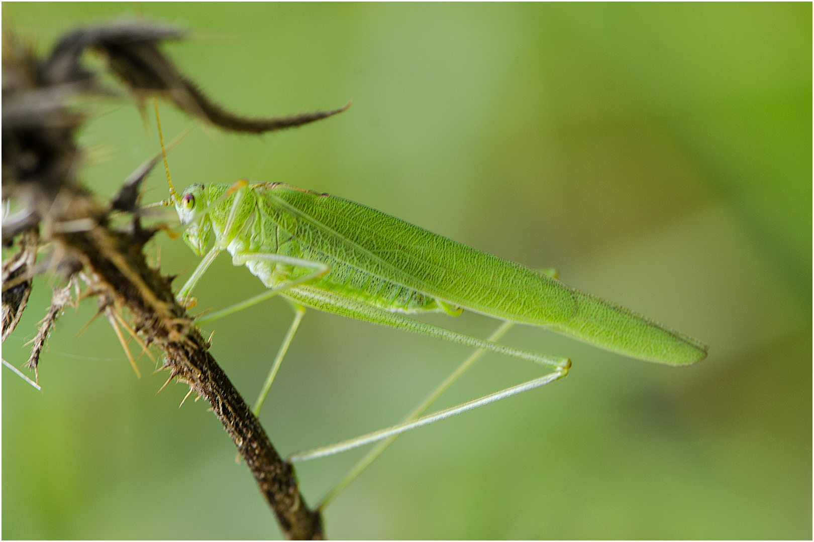 "Daddy longleg" wäre auch ein zutreffender . . .