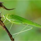 "Daddy longleg" wäre auch ein zutreffender . . .