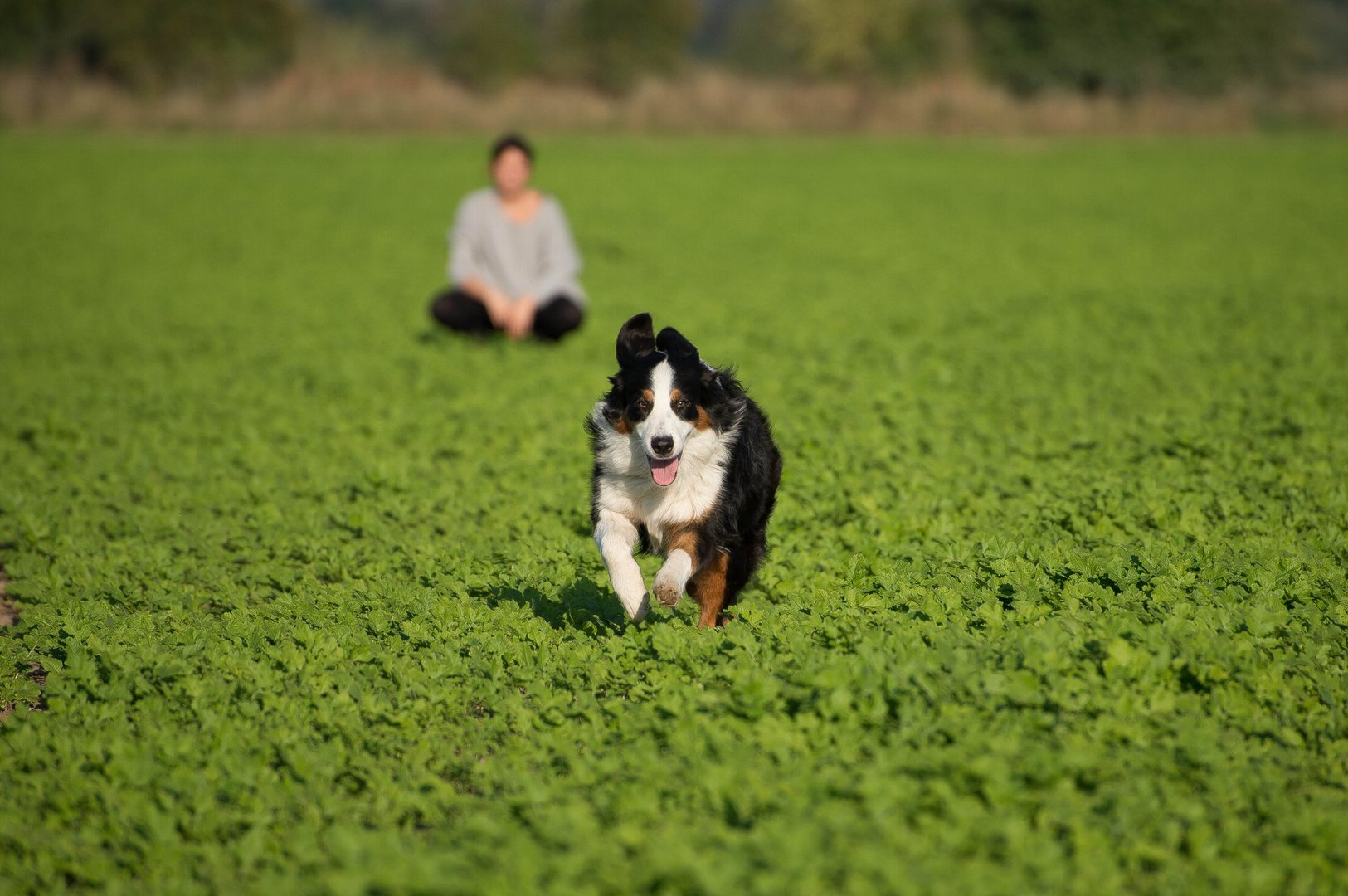 Daddy nervt, nur wegen eines Full Speed Fotos seines Hundes schickt er mich in die Botanik.