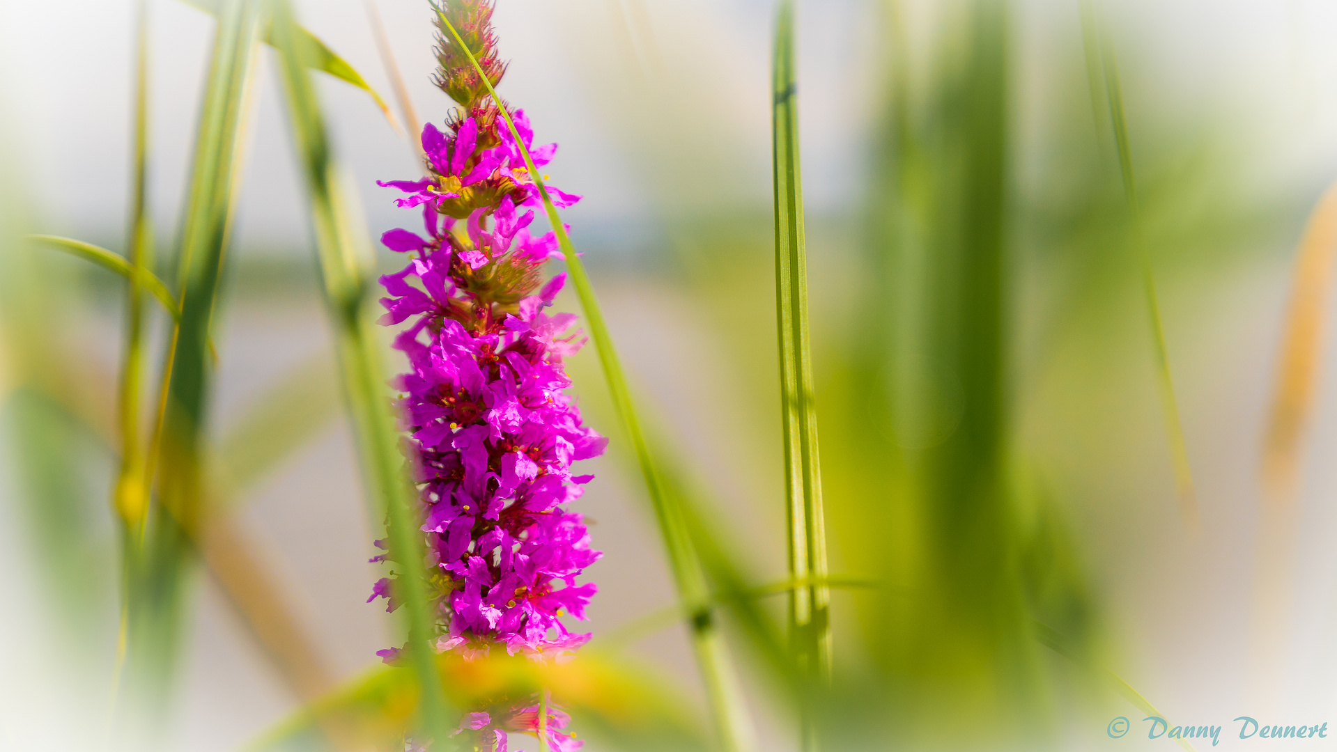 DaDe-Fotografie.de Blumen Idyll 