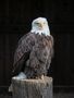 Weißkopfseeadler (Haliaeetus leucocephalus) von Erich Wöllmann