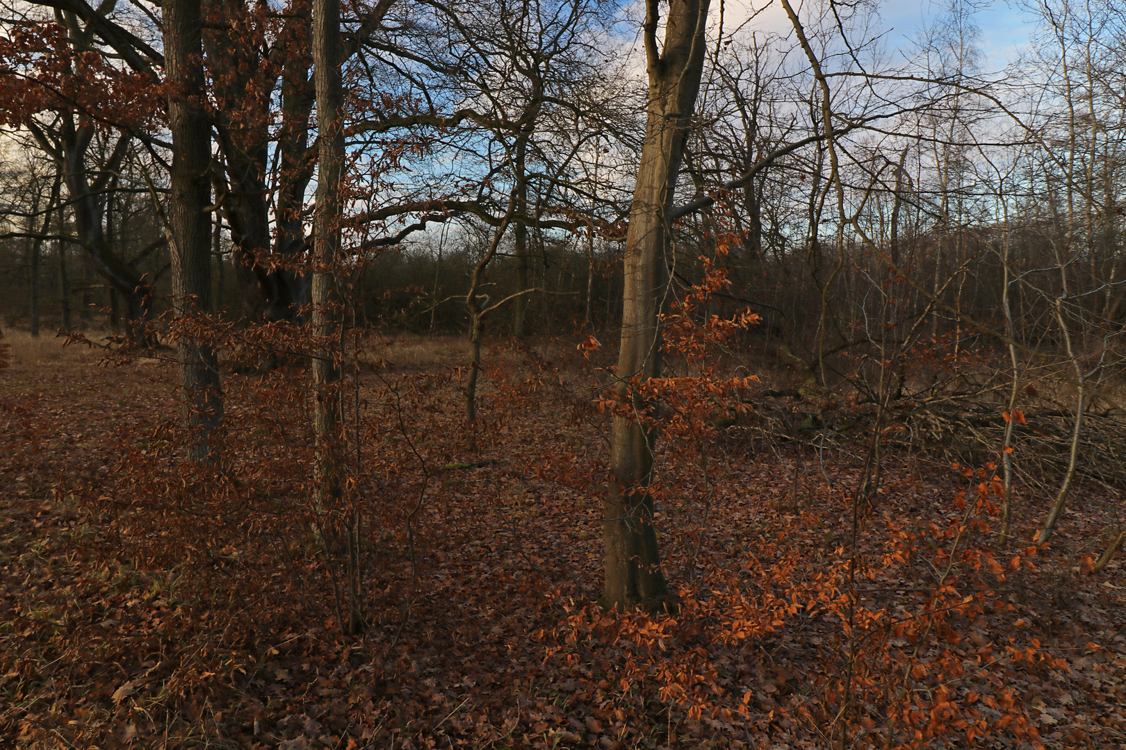 Dämmerlicht im Hutewald