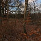 Dämmerlicht im Hutewald