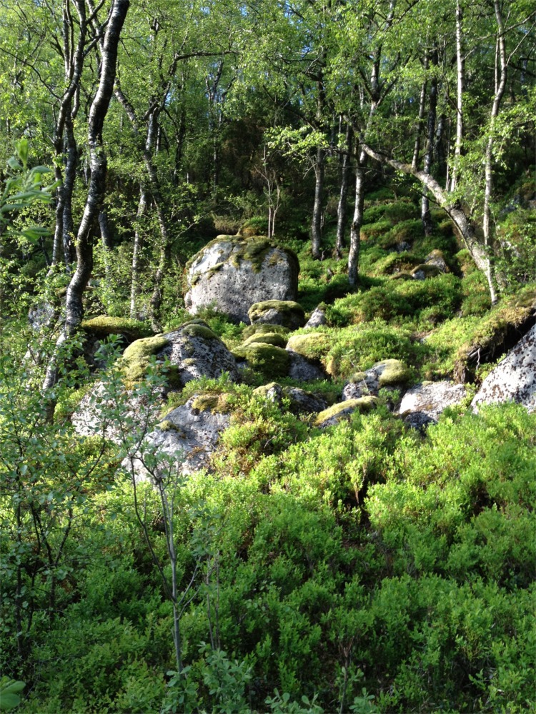 Dämmerlicht im norwegischen Wald