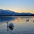 Dämmerstunde am Thunersee