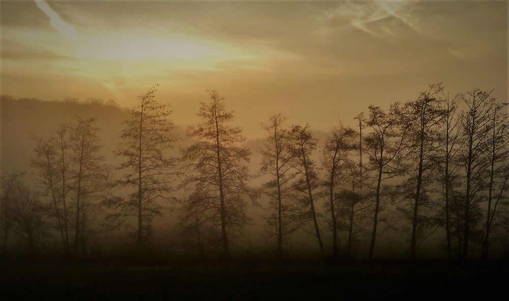 Dämmerung Foto & Bild landschaft, wald, wolken Bilder auf