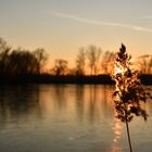 Dämmerung Am Teich