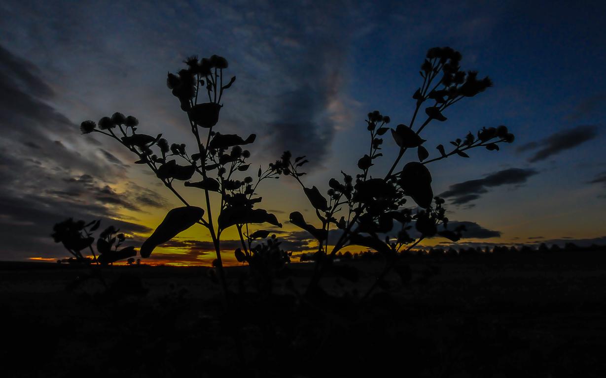 Dämmerung auf der Wiese