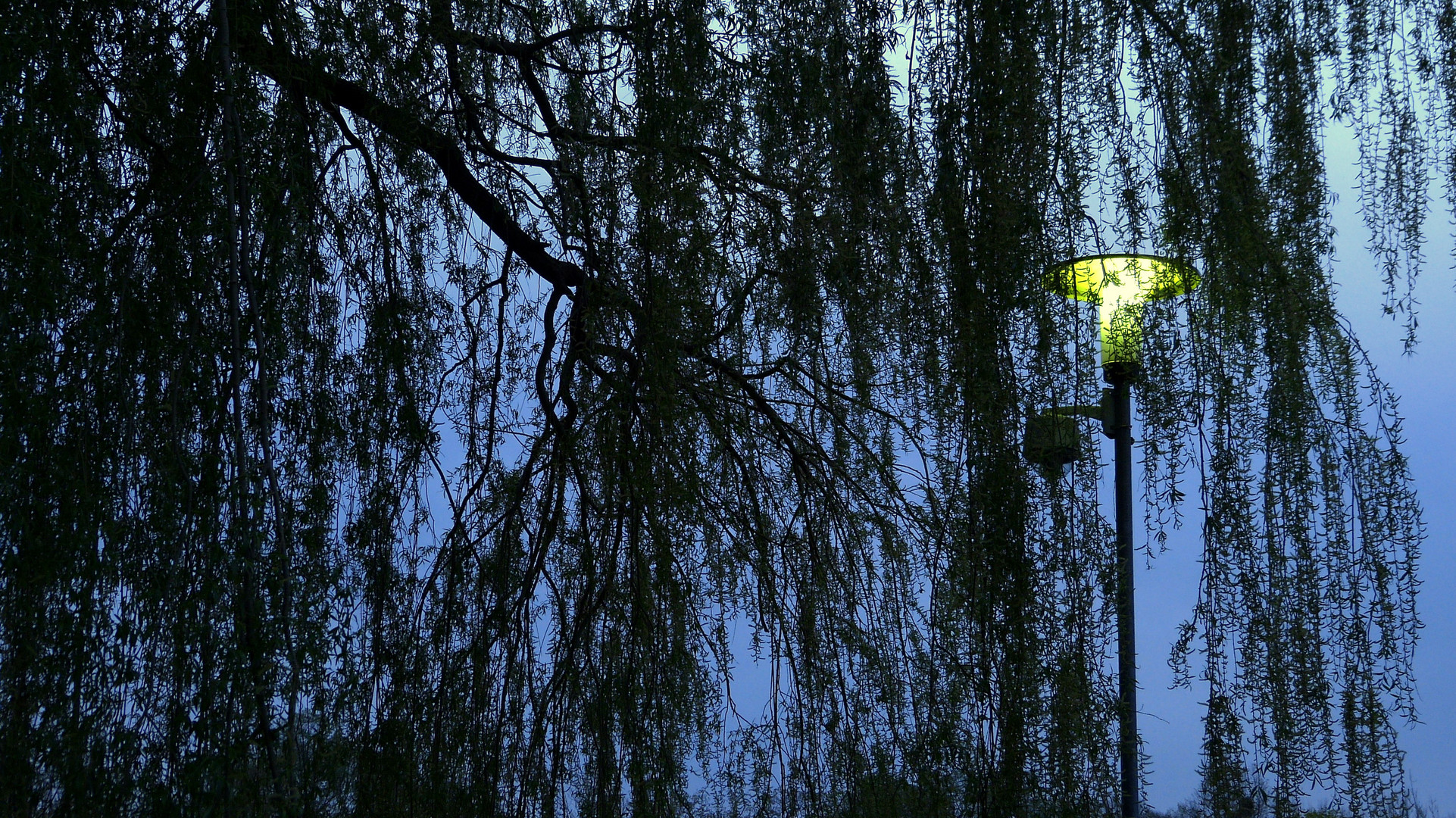 Dämmerung im Herzogpark, München.