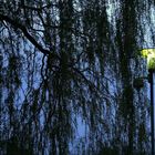 Dämmerung im Herzogpark, München.