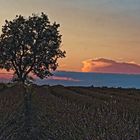 Dämmerung im Lavendelfeld