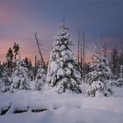 Dämmerung im NP Harz