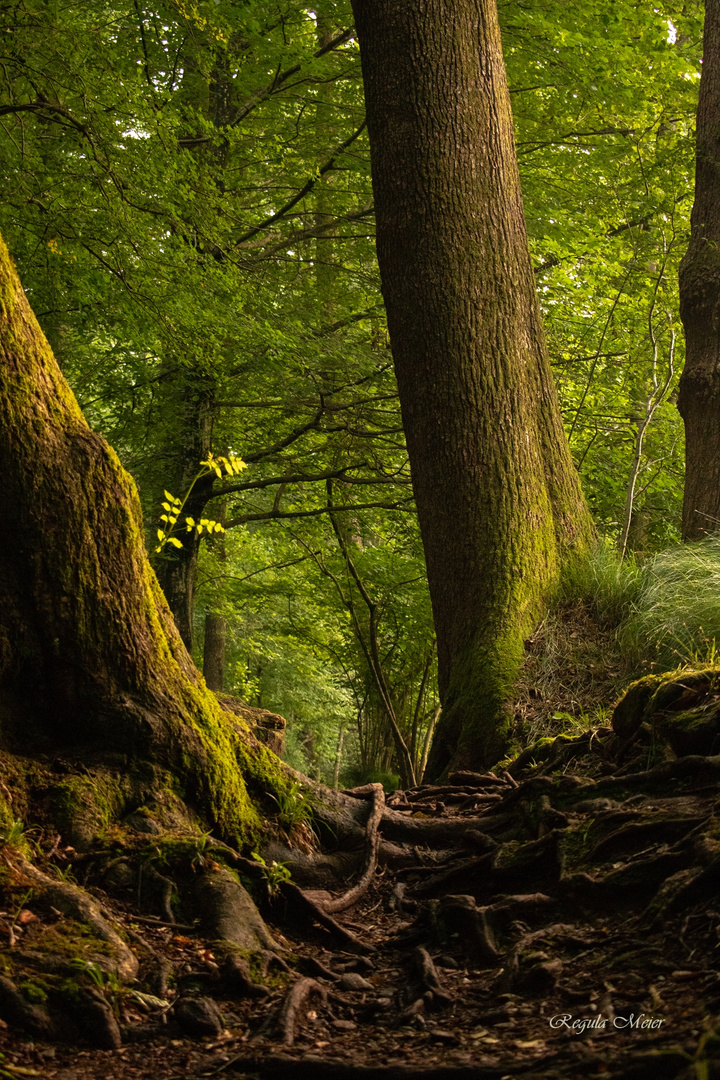 Dämmerung im Wald