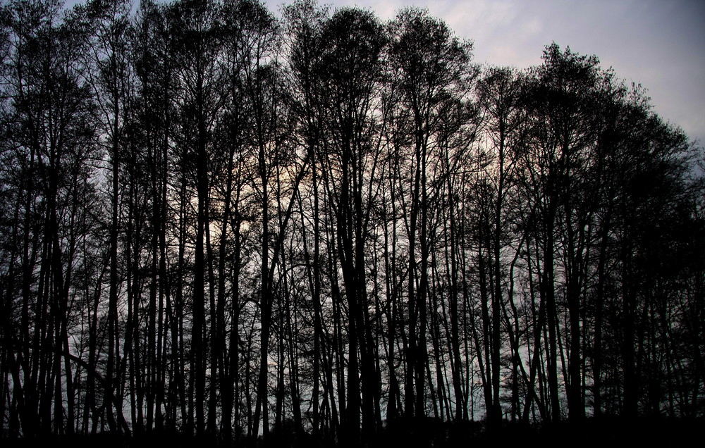 Dämmerung im Wald