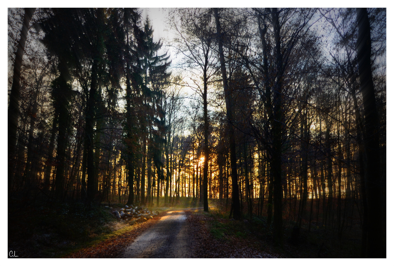 .Dämmerung im Wald.