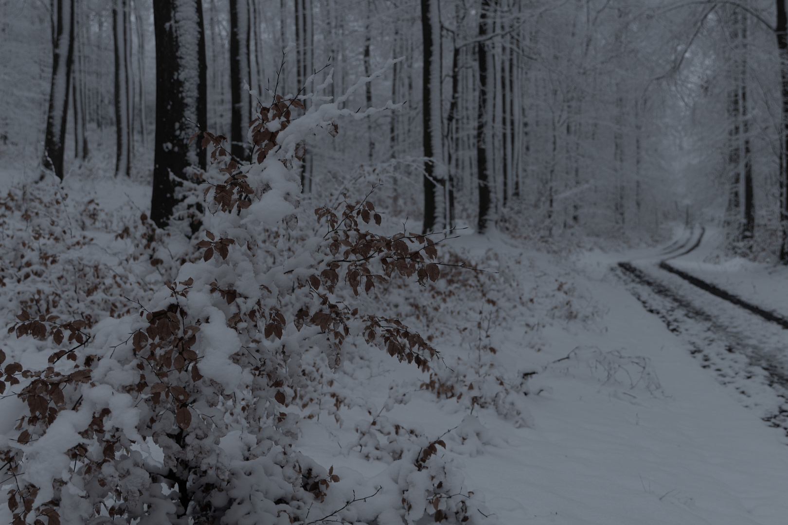 Dämmerung im Winterwald