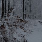 Dämmerung im Winterwald