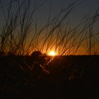 Dämmerung in der Kalahari