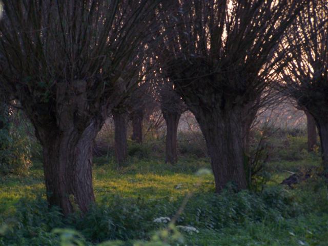 Dämmerung, Kopfweiden an der Niers