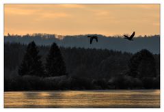 Dämmerungsflug