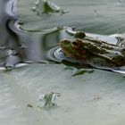 Dämmerungsfrosch