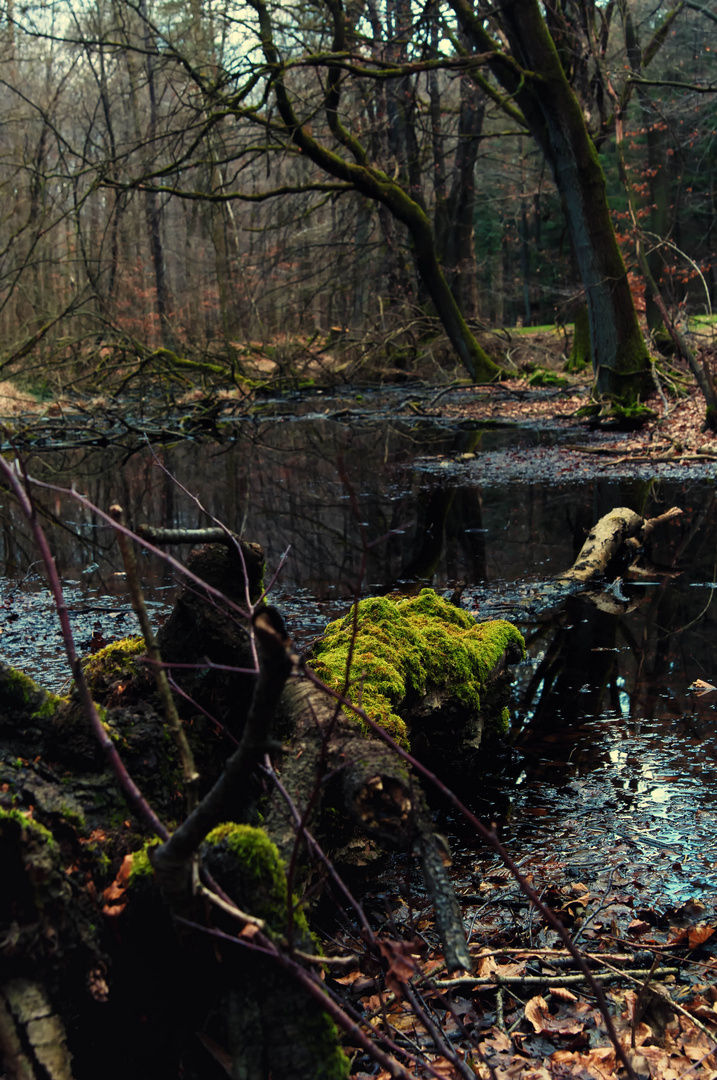 Dämmerwald