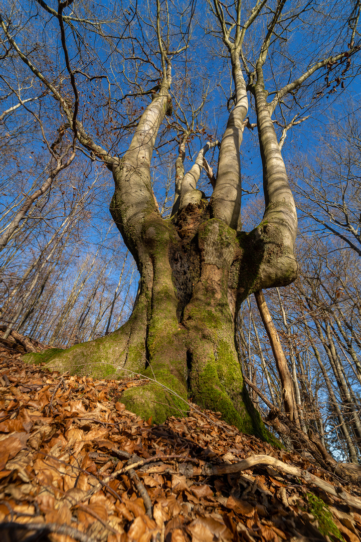 Dämon im Baum