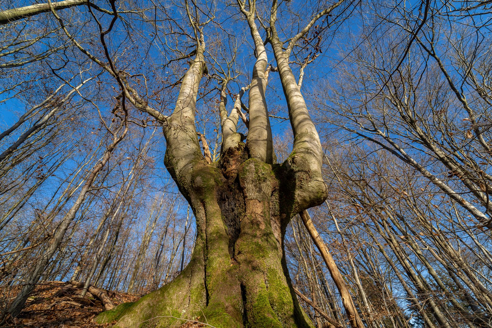 Dämon im Baum