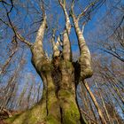 Dämon im Baum