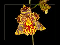 Dämonische Orchidee