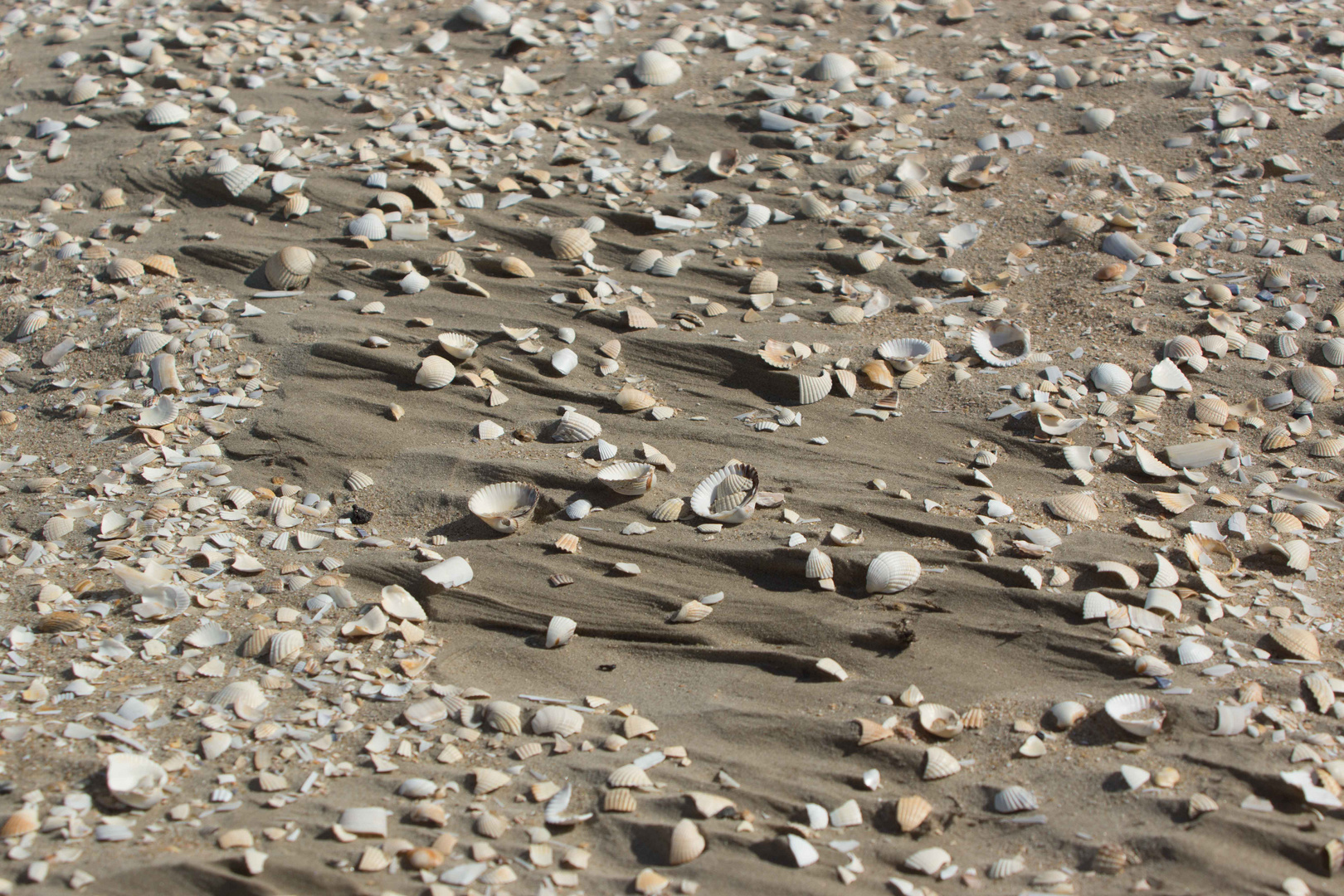 Dänemark 2015, Insel Rømø, ein Paradies für Muschelsucher.