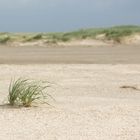 Dänemark 2015, Insel Rømø. Jede Menge Sand am Strand :-)