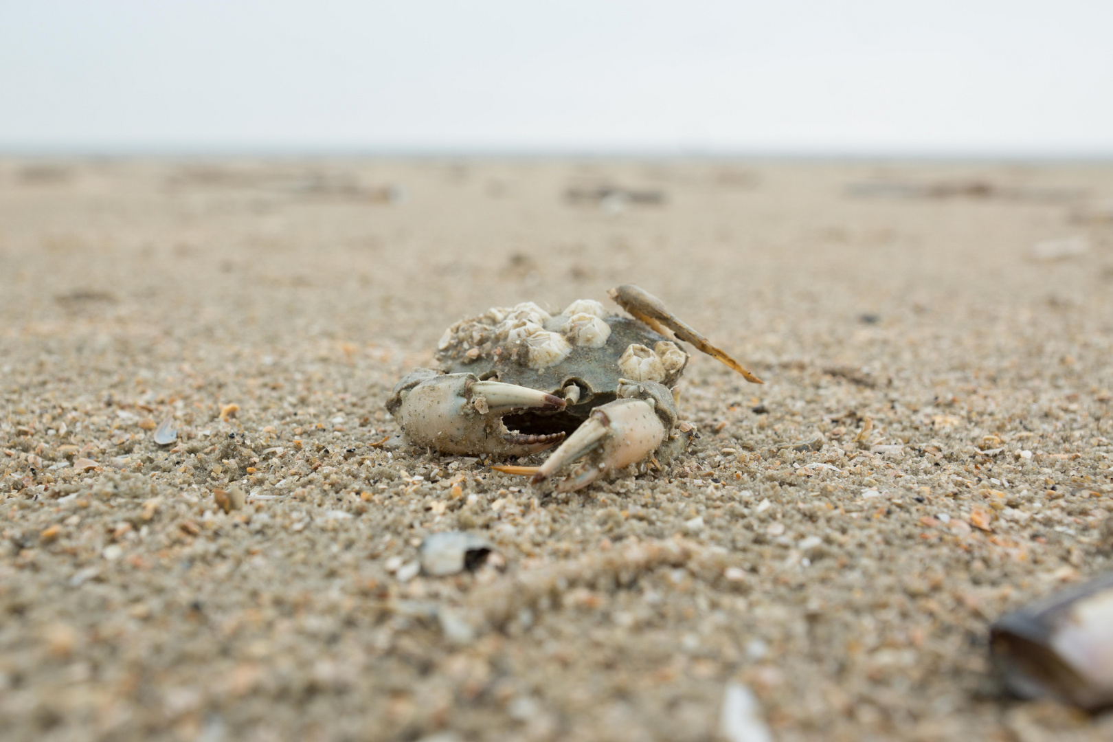 Dänemark 2015, Insel Rømø, Symbiose Krabbe/Seepocken