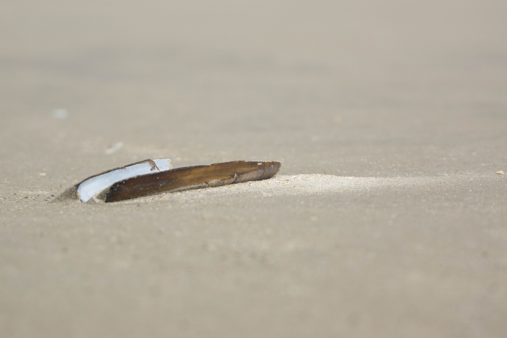 Dänemark 2015, Muscheln am Strand von Rømø