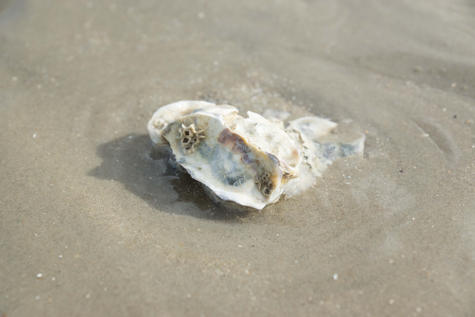 Dänemark 2015, Muscheln am Strand von Rømø Foto &amp; Bild | landschaft ...