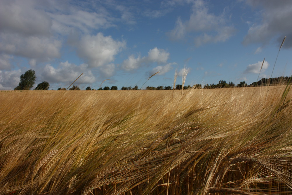 dänemark