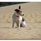 Dänemark :"Boa,ist das ein großer Sandkasten !" Bonny auf der Rubjerg Knude.