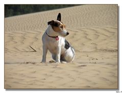 Dänemark :"Boa,ist das ein großer Sandkasten !" Bonny auf der Rubjerg Knude.