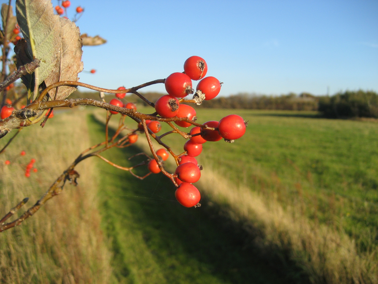 Dänemark, Sanddorn am Wegesrand