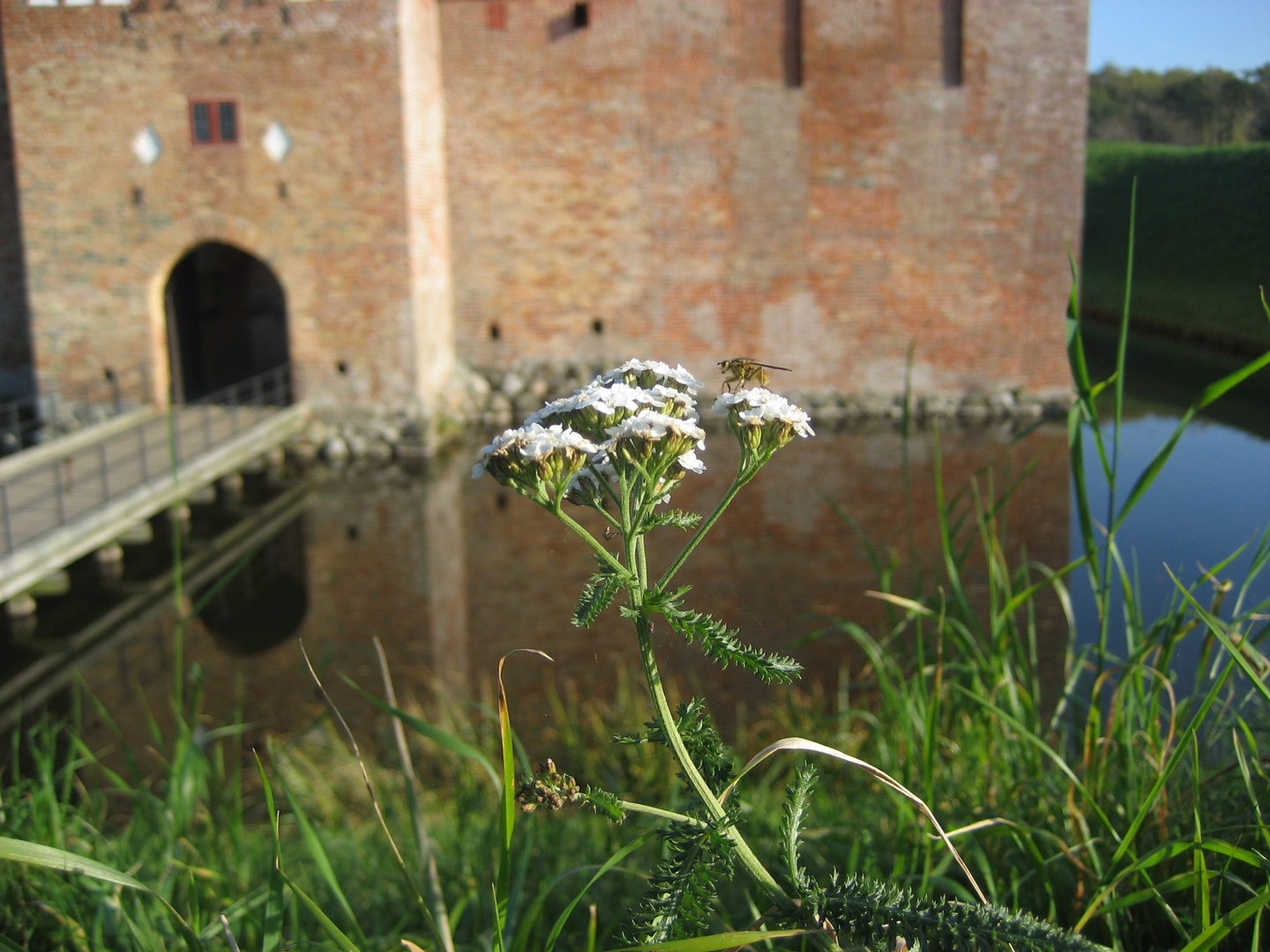 Dänemark, Spottrup Burg mit Insekt