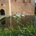 Dänemark, Spottrup Burg mit Insekt