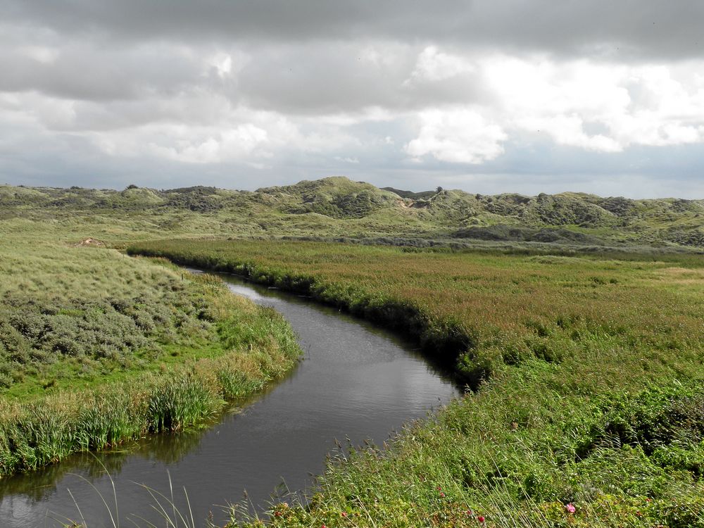 Dänische Dünenlandschaft ( 3 )