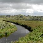 Dänische Dünenlandschaft ( 3 )